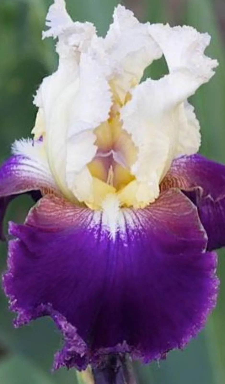 Iris Moonglow