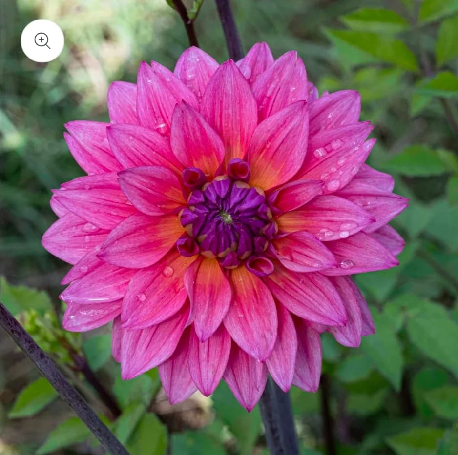 Dahlia Lovegood