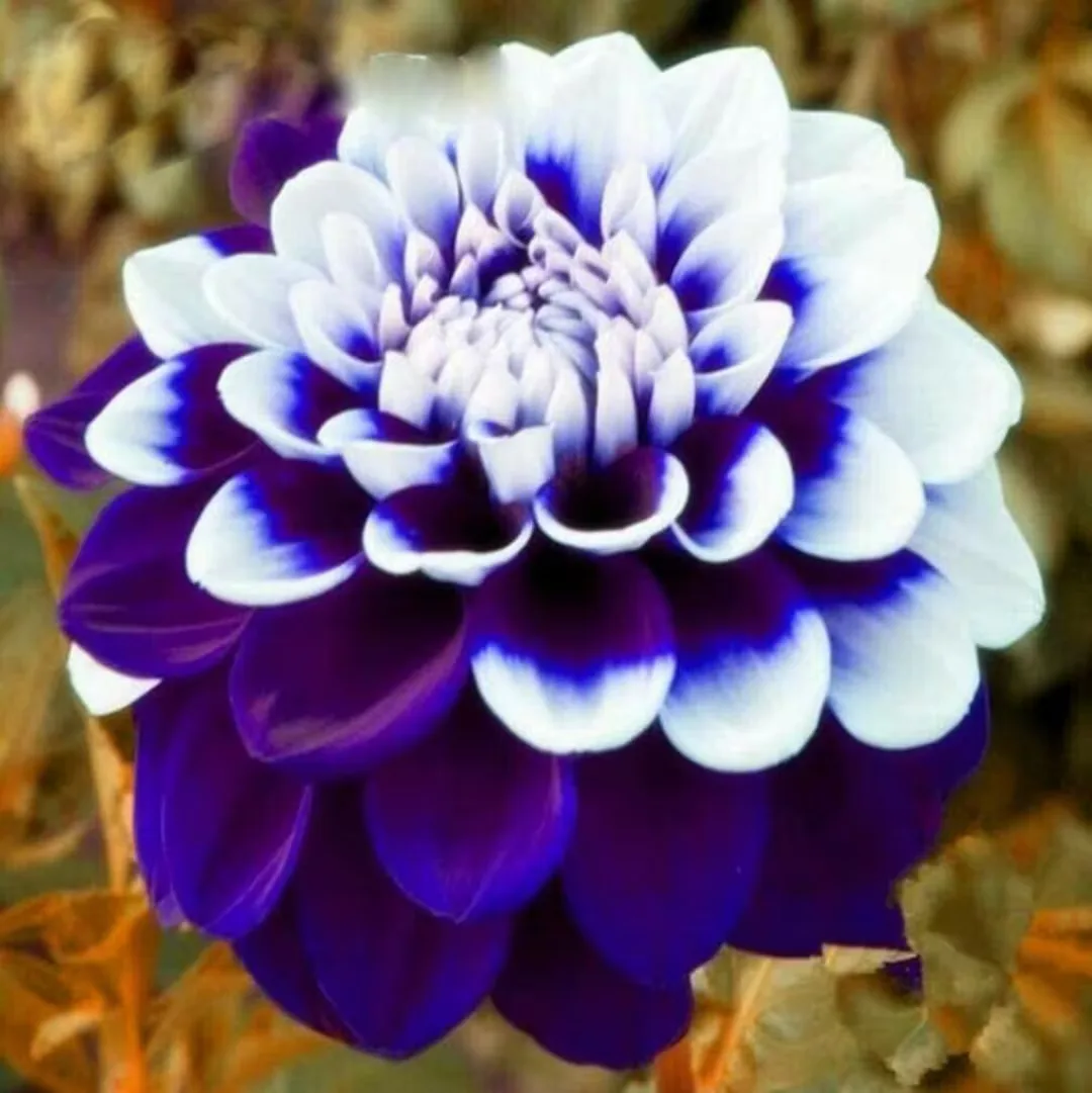 Dahlia D'Hexx